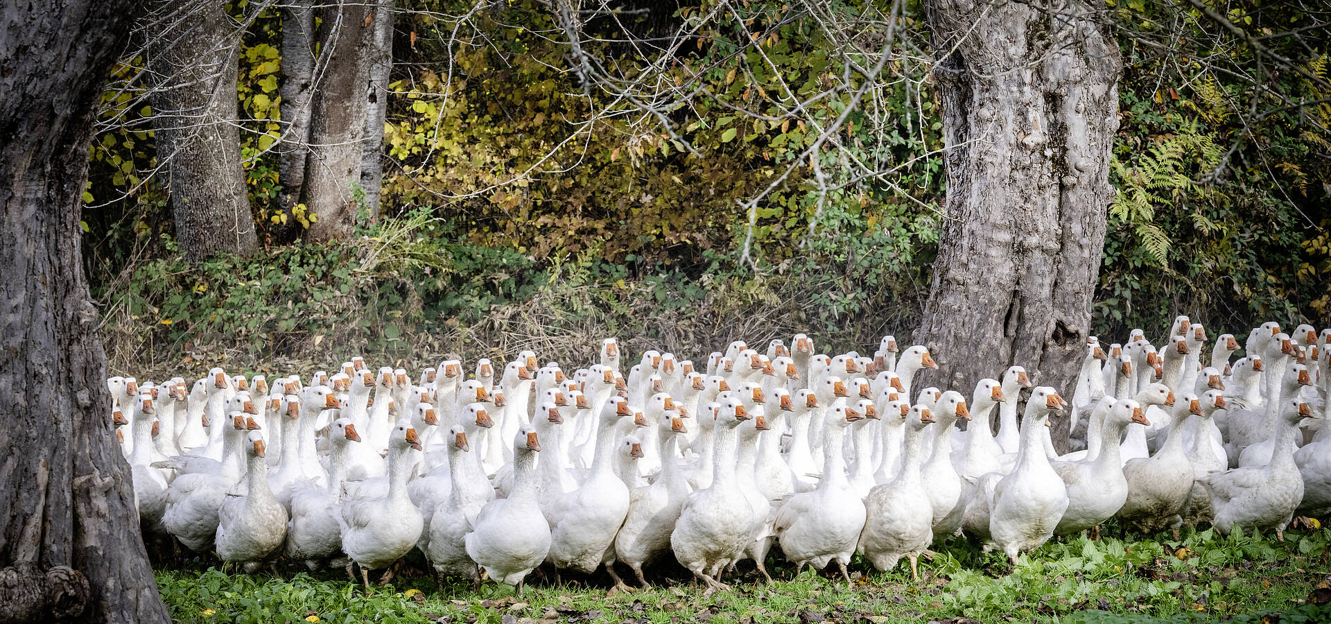 Gaensemarsch am Brunnerhof am Laengsee