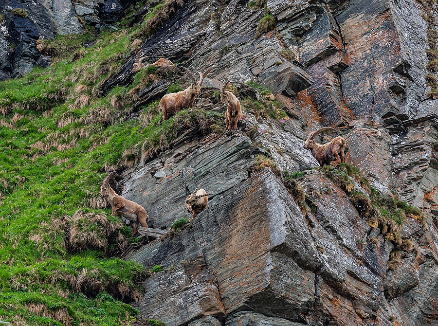 Steinboecke im Nationalpark Hohe Tauern