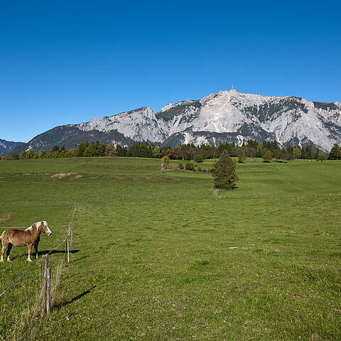 Blick auf die Wiese mit Pferd im Hintergrund Dobratsch von Agoritschach