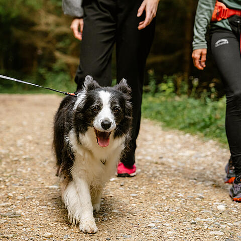 Glücklicher Hund beim Wandern in Kärnten Schwarz-weißer Hund an der Leine läuft fröhlich auf einem Waldweg, begleitet von Wanderern.