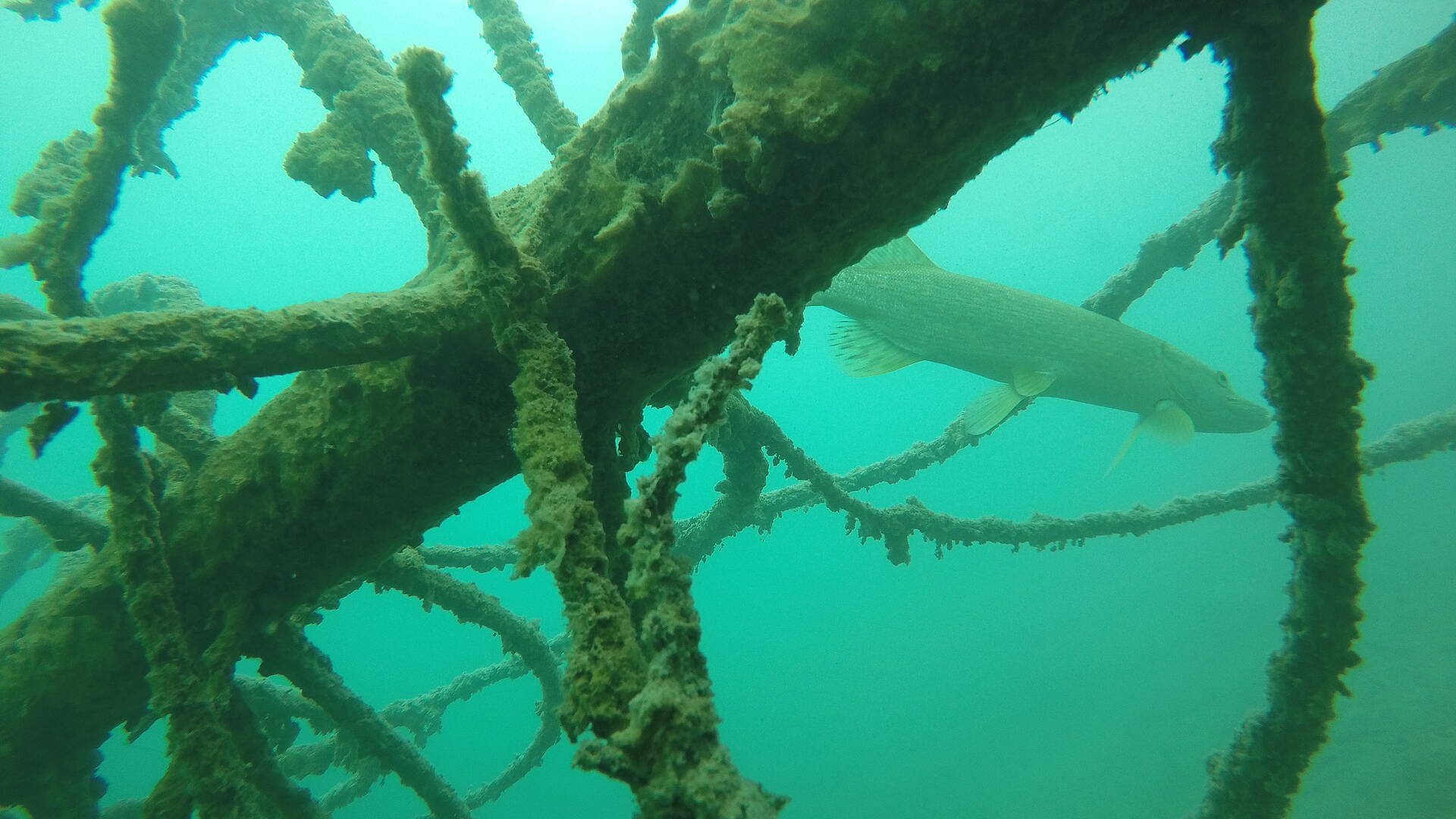 Weissensee Unterwasser Baum mit Hecht