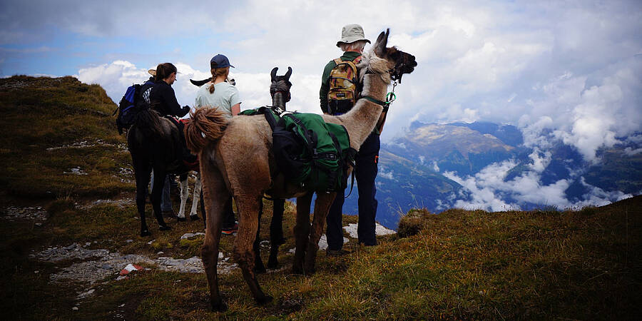 Lama-Trekking im Gailtal