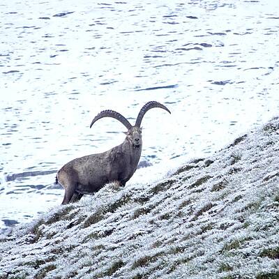 Steinbock auf steiler Wiese mit Schnee im Nationalpark Hohe Tauern