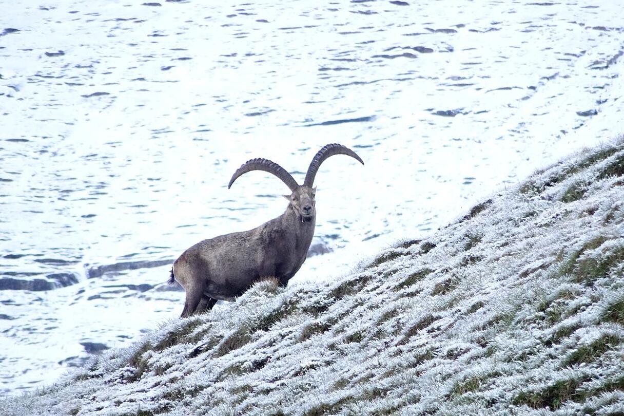 Steinbockbeobachtung im Nationalpark Hohe Tauern Steinbock auf steiler Wiese mit Schnee im Nationalpark Hohe Tauern