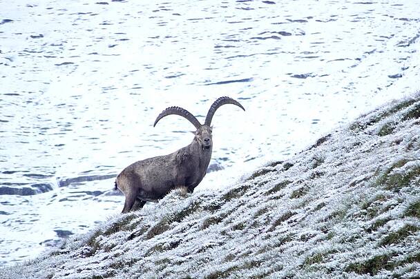 Steinbock auf steiler Wiese mit Schnee im Nationalpark Hohe Tauern