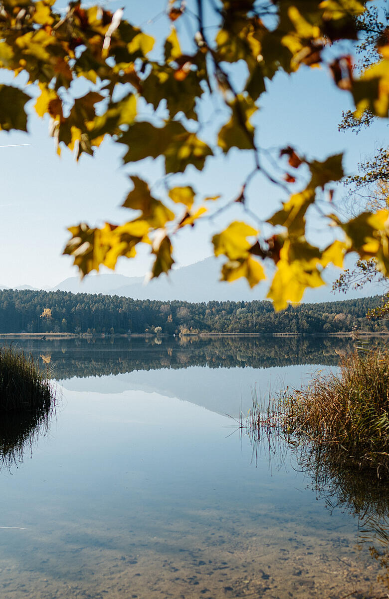 Suedkaernten Landschaft Turnersee Schilf Herbst