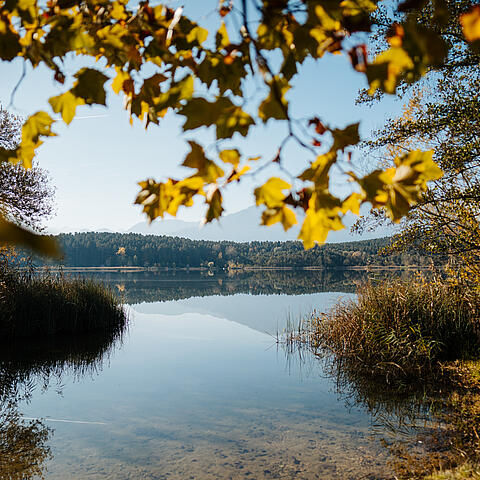 Suedkaernten Landschaft Turnersee Schilf Herbst