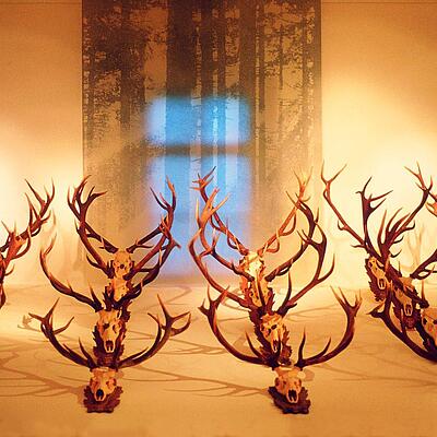 Ausstellung von präparierten Hirschgeweihen im Büchsenmacher- und Jagdmuseum Schloss Ferlach.