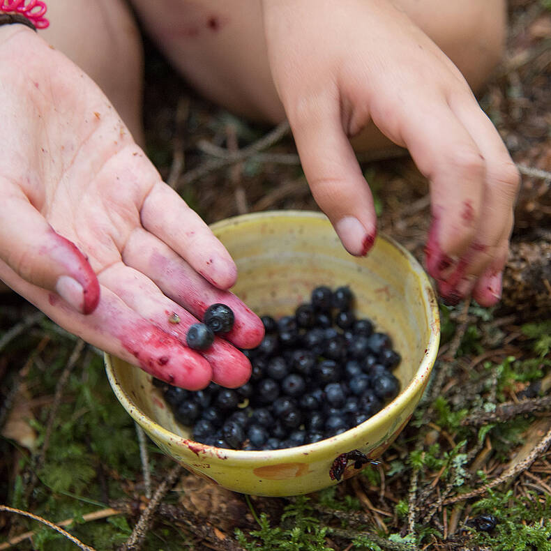 Frische Schwarzbeeren aus dem Wald