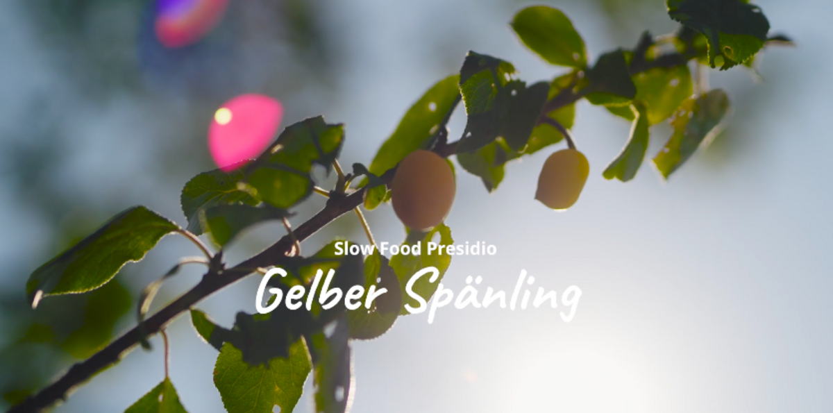 Gelber Spaenling Video