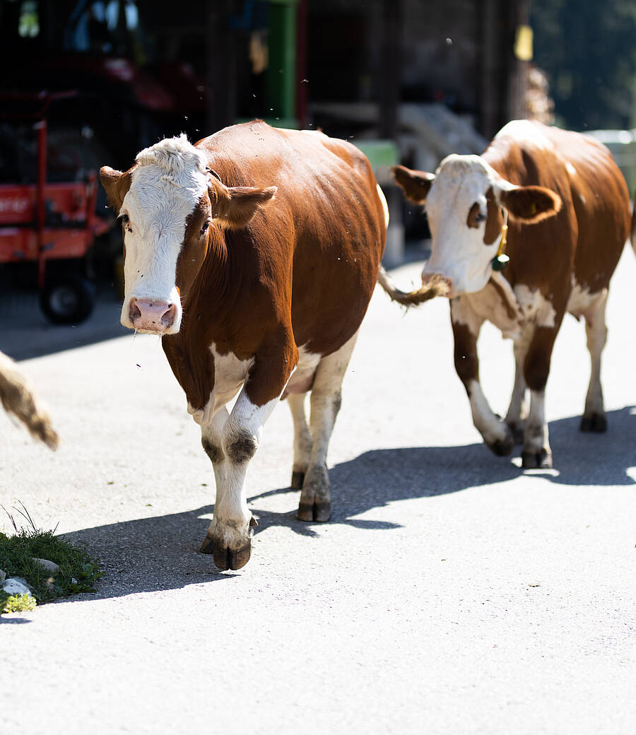 Mehrere Kühe bewegen sich über einen sonnigen Hofweg, flankiert von landwirtschaftlichen Gebäuden und grünen Elementen des Bauernhofs. Das Bild zeigt die ursprüngliche Atmosphäre eines Kärntner Hofes, in dem Tiere, Natur und traditioneller Alltag eng miteinander verbunden sind.