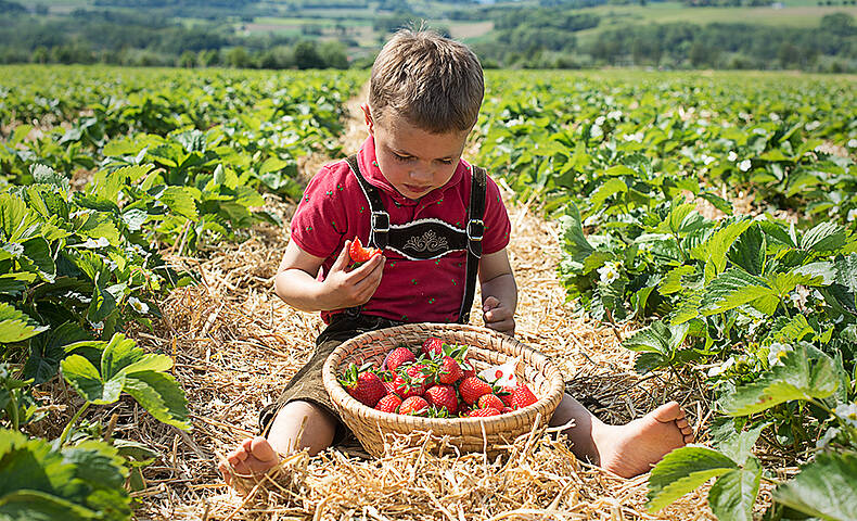 Erdbeeren naschen