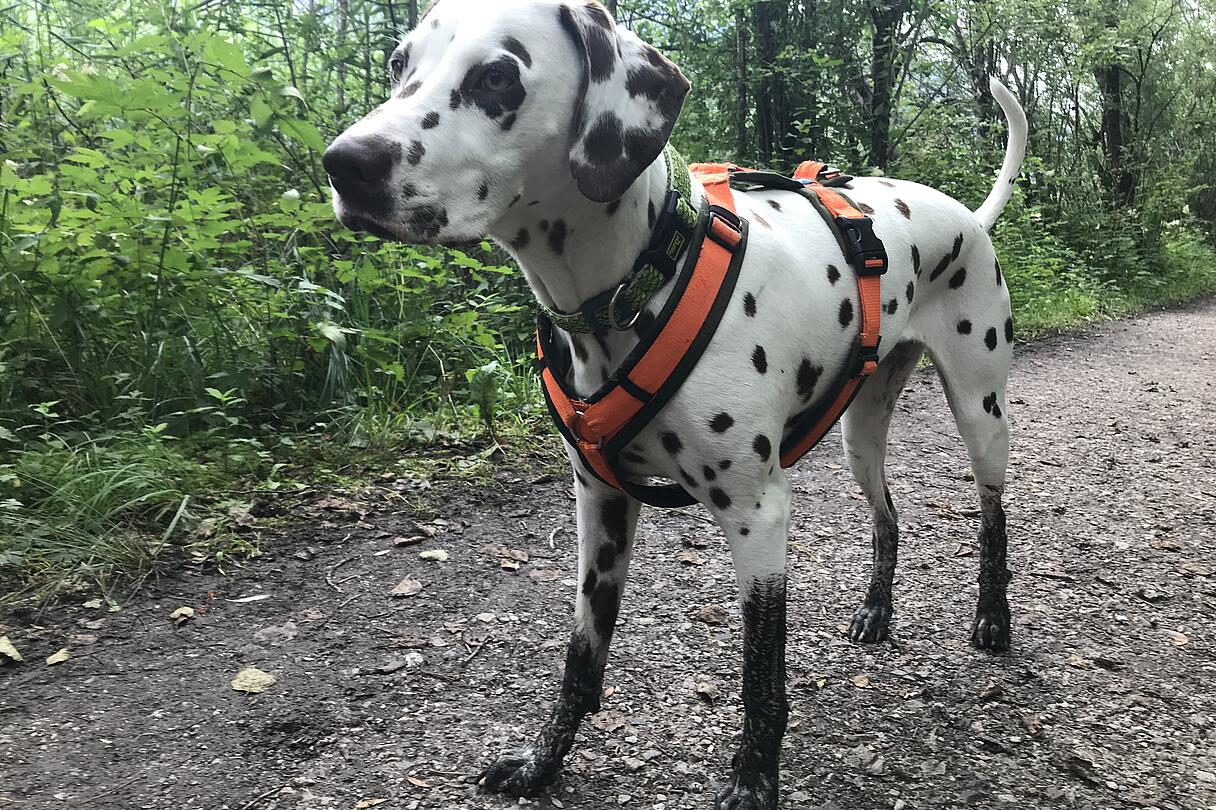Dalmatiner am Slow Trail Pressegger See Dalmatiner mit orangem Geschirr und schmutzigen Pfoten steht auf einem Waldweg am Slow Trail Pressegger See, umgeben von grünem Laubwald.