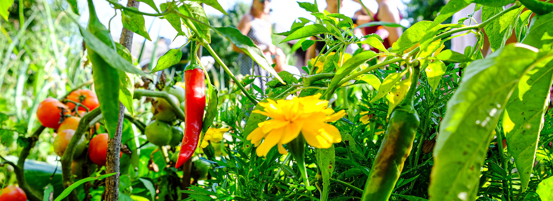 Ein wilder Garten birgt viele Schaetze Wilde Koechelei in der Labsalerie 