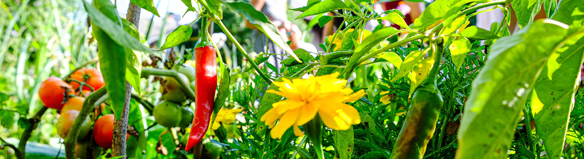 Ein wilder Garten birgt viele Schaetze Wilde Koechelei in der Labsalerie 