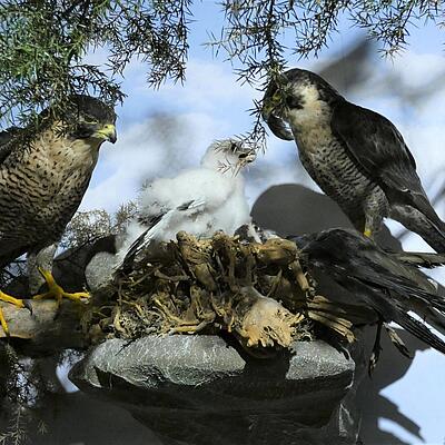 Präparierte Wanderfalken mit Jungvogel im Nest in Vanni’s Vogelwelt in Oberdrauburg, umgeben von naturgetreuer Dekoration. 