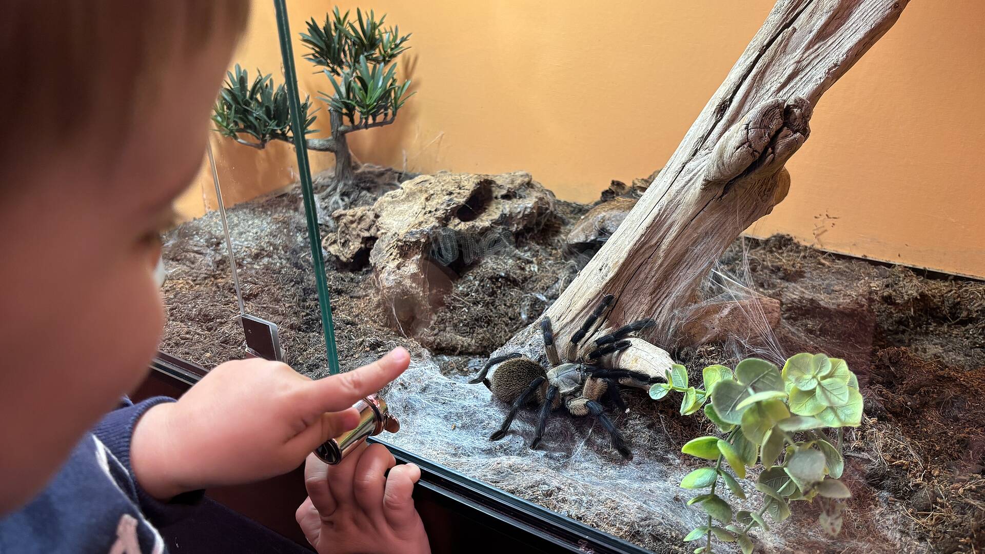 Spinnenausstellung in Villach carinthianblood.at