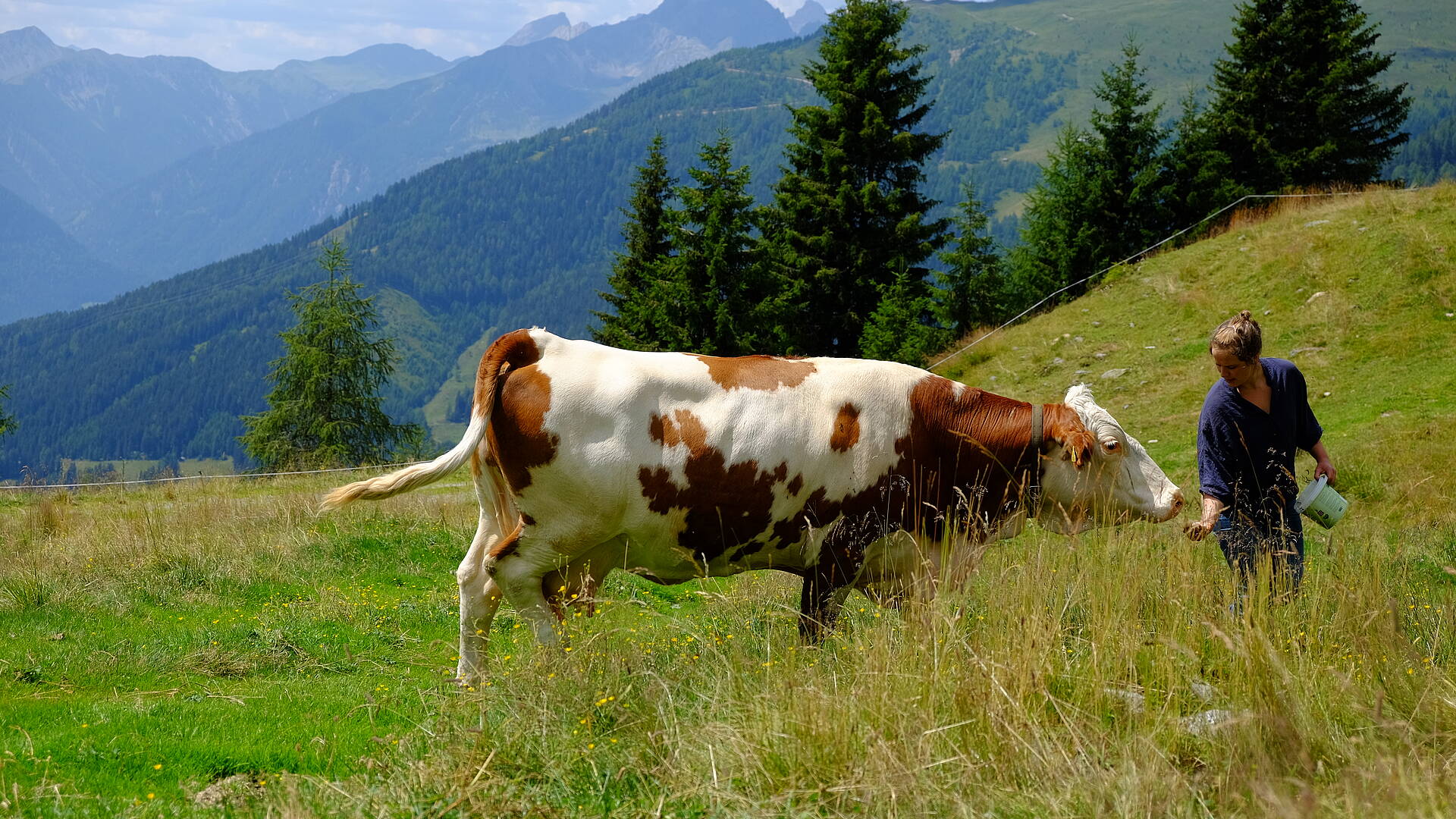 Die Kühe auf der Alm