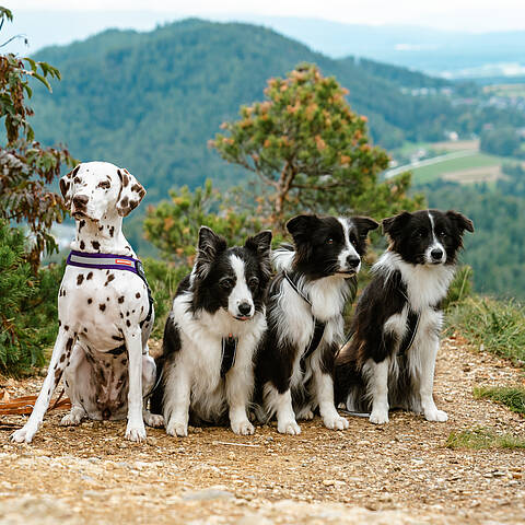 Hunde am Aussichtspunkt Kitzelberg in Kärnten Vier Hunde – ein Dalmatiner und drei schwarz-weiße Hunde – sitzen auf einem Aussichtspunkt mit Blick ins Tal und die umliegenden Berge in Kärnten.