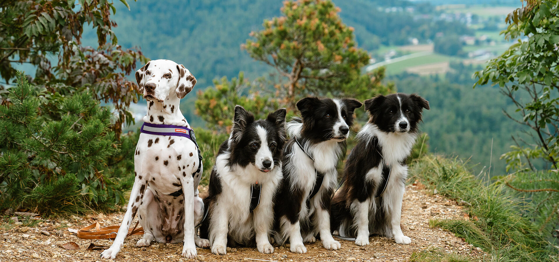 Vier Hunde – ein Dalmatiner und drei schwarz-weiße Hunde – sitzen auf einem Aussichtspunkt mit Blick ins Tal und die umliegenden Berge in Kärnten.