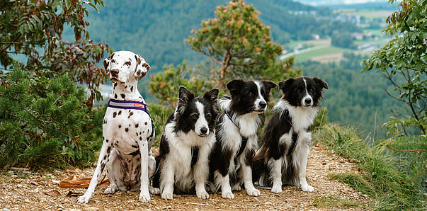 Vier Hunde – ein Dalmatiner und drei schwarz-weiße Hunde – sitzen auf einem Aussichtspunkt mit Blick ins Tal und die umliegenden Berge in Kärnten.