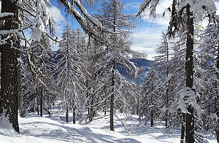 Winterlandschaft Lärchenwald Nockberge