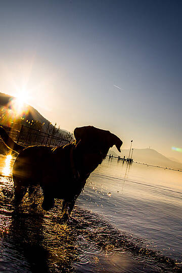 Baden mit Hund © pixelpoint multimedia, Wolfgang Handler