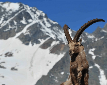 Magischer Moment im Nationalpark Hohe Tauern