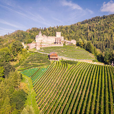 Burg Glanegg mit Weingarten