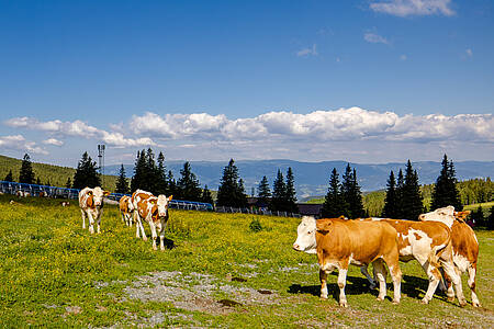 Wandern auf der Weinebene 