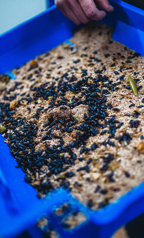 Nachhaltige Insektenzucht hautnah erleben Eine blaue Kiste voller Substrat mit zahlreichen Mehlkäfern, die zur nachhaltigen Insektenzucht in Kärnten gehören.