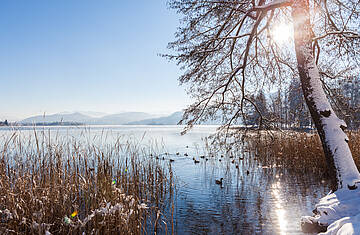 Winterlandschaft Wörthersee mit Blick auf den See mit Enten