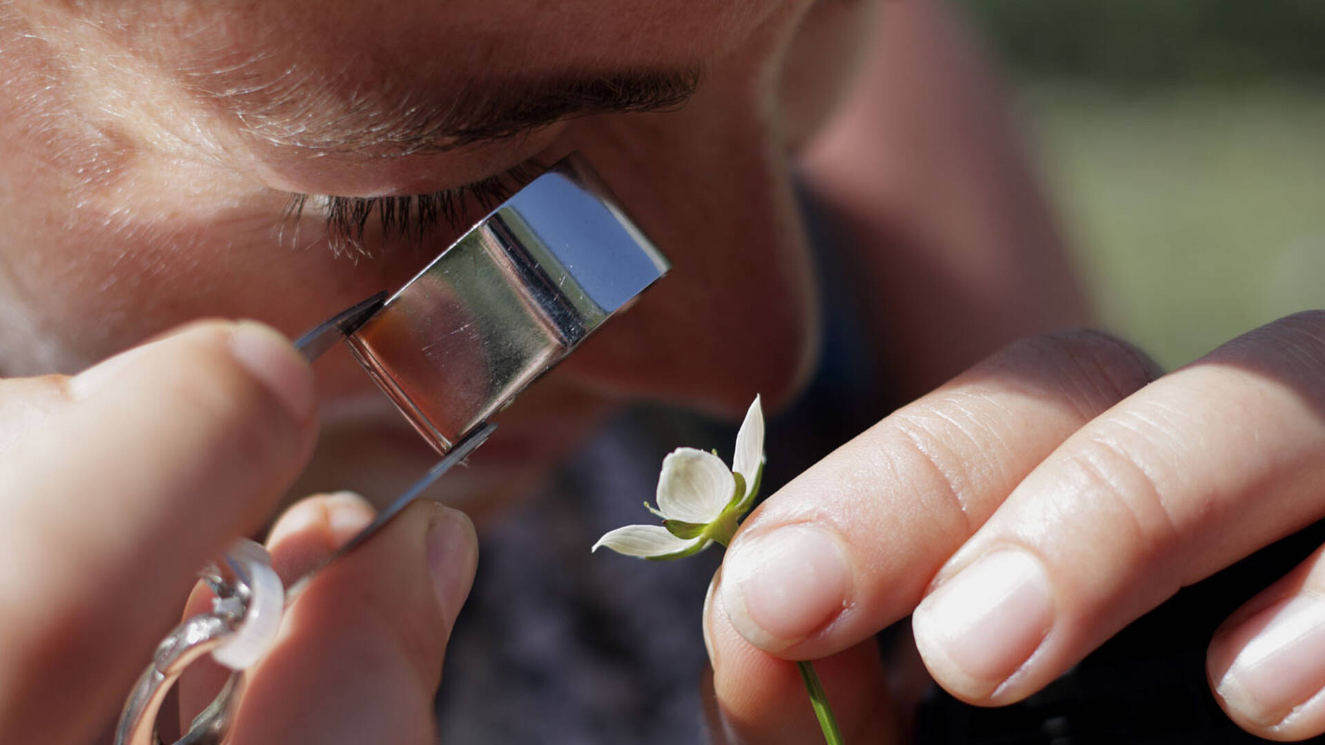 Entdeckungsreise Wolayersee Lesachtal_Blume Studentenherz