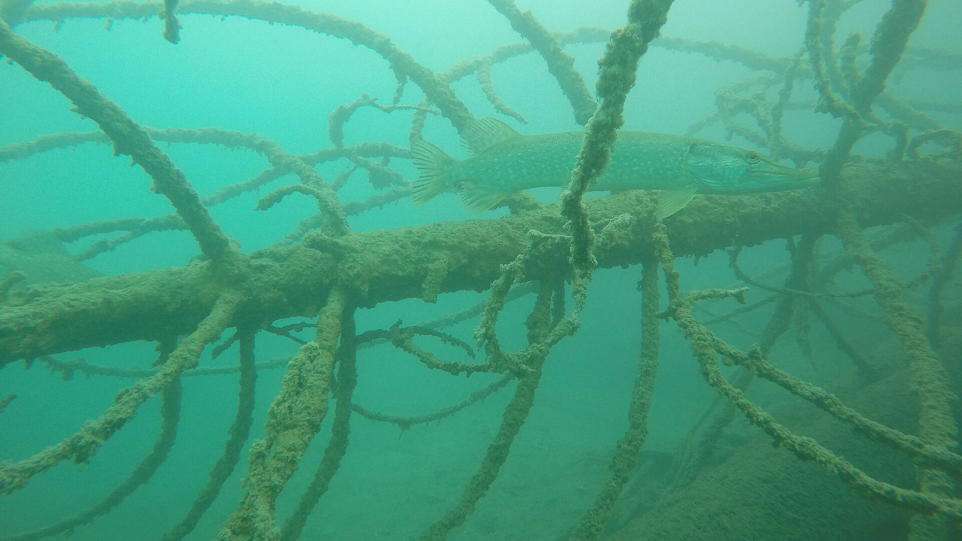 Weissensee Unterwasser Baum mit Hecht