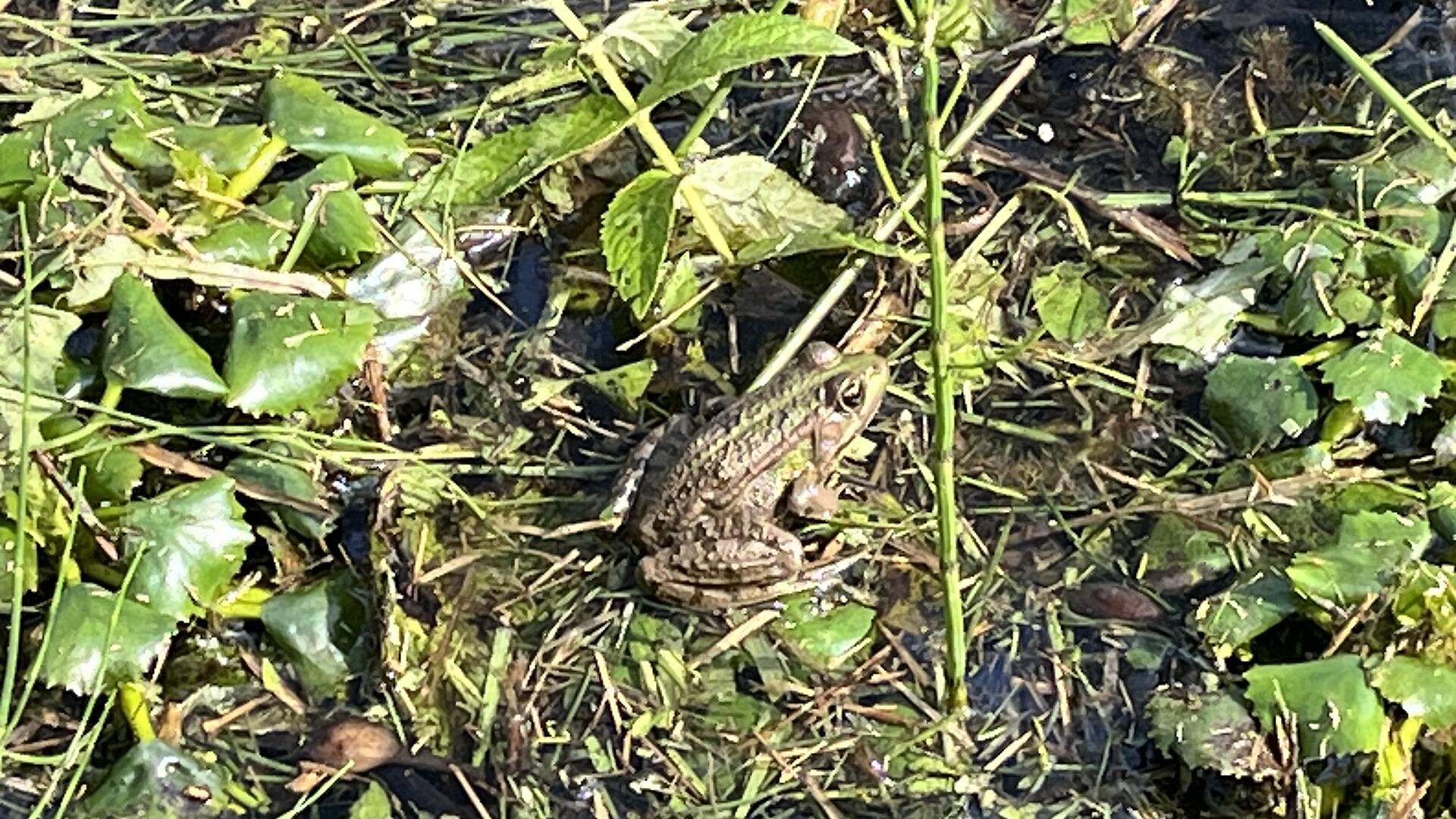 Bleistaetter Moor am Ossiacher See mit Frosch