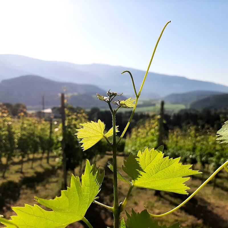 Im strahlenden Sonnenschein sind die Weinstöcke am Weingut vulgo Ritter im Lavanttal zu sehen.