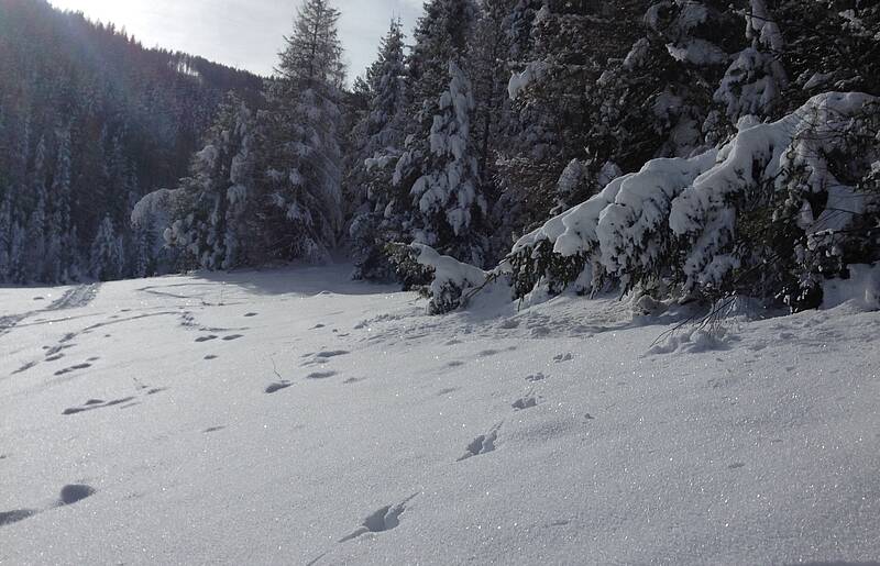 Dobratsch Skitour von Heiligengeist